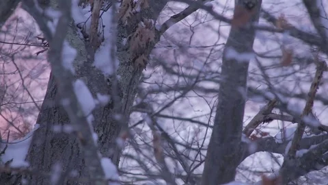 Wind Blows Through Frozen branches with leaves at Sunset Video stock 76503617