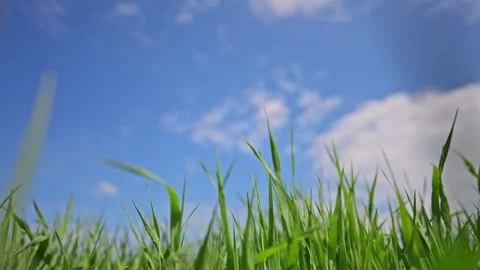 Wind blows through green grass under sunny blue sky, peaceful and relaxing. Stock Footage 316101685