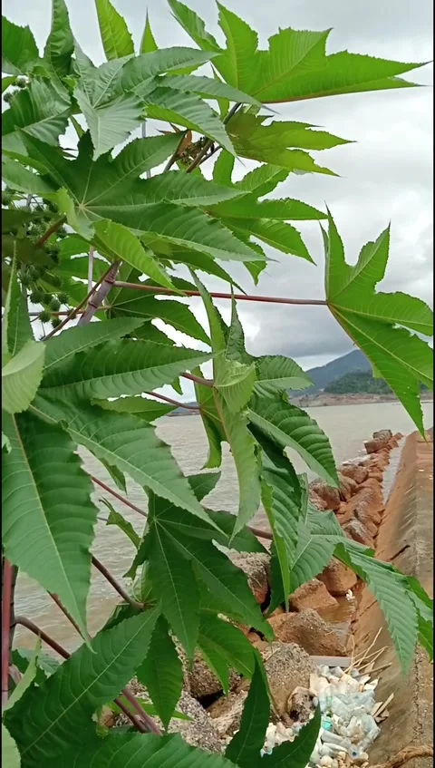 The wind blows through the green leaves Video stock 280523802