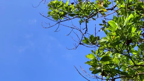 Wind blows through the green leaves of the trees against the blue sky, calm Stock Footage 321786808