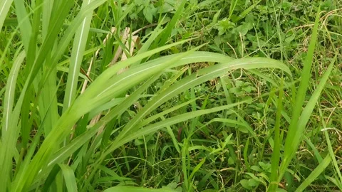 The wind blows through the green leaves in the village of indonesia Stock Footage 344013876