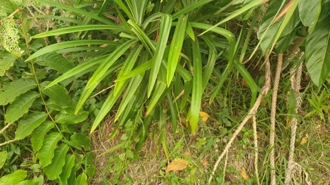 The wind blows through the green leaves in the village of indonesia 库存影片 344013947