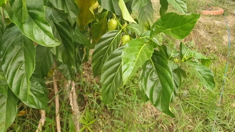 The wind blows through the green leaves in the village of indonesia 库存影片 344013948