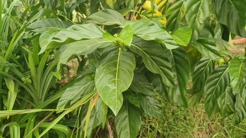 The wind blows through the green leaves in the village of indonesia Stockbeeldmateriaal 344013949