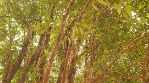 The wind blows through the green leaves in the village of indonesia 库存影片 344014055