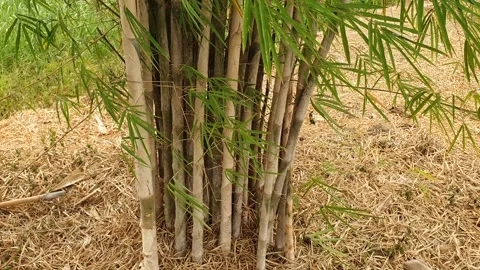 The wind blows through the green leaves in the village of indonesia 库存影片 344015417
