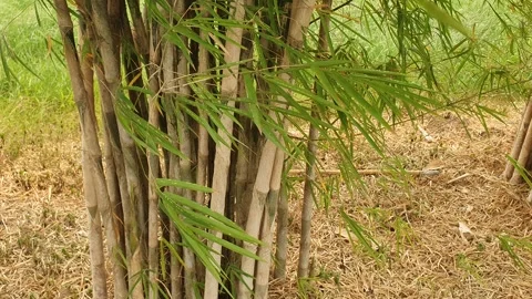 The wind blows through the green leaves in the village of indonesia 库存影片 344015418