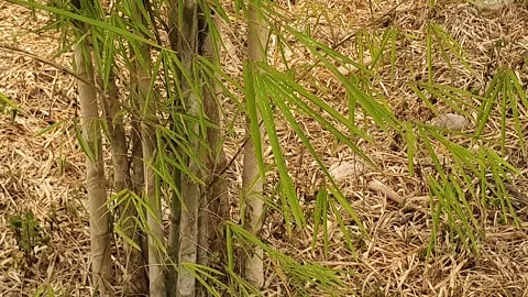 The wind blows through the green leaves in the village of indonesia 库存影片 344015546