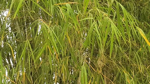 The wind blows through the green leaves in the village of indonesia 库存影片 344015547