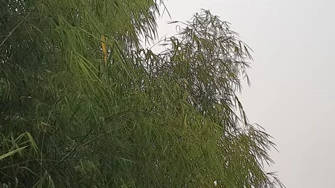 The wind blows through the green leaves in the village of indonesia 库存影片 344015548