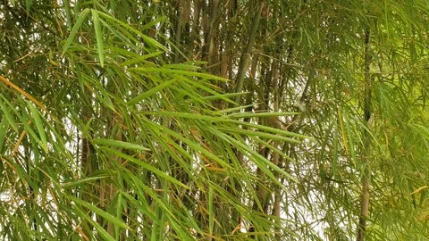 The wind blows through the green leaves in the village of indonesia 库存影片 344025662