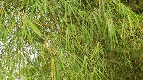 The wind blows through the green leaves in the village of indonesia 库存影片 344025859