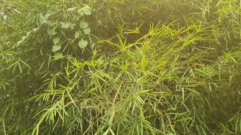 The wind blows through the green leaves in the village of indonesia 库存影片 344026231