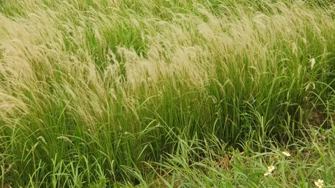 The wind blows through the green leaves in the village of indonesia 库存影片 344026276