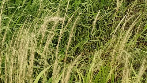 The wind blows through the green leaves in the village of indonesia 库存影片 344026855