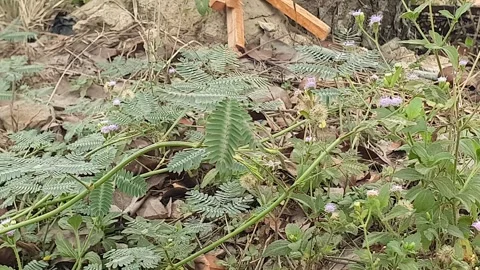 The wind blows through the green leaves in the village of indonesia 库存影片 344086493