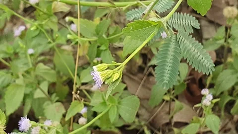 The wind blows through the green leaves in the village of indonesia 库存影片 344086567