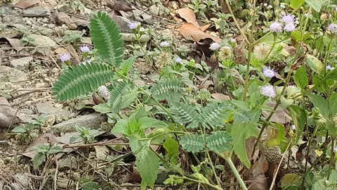 The wind blows through the green leaves in the village of indonesia 库存影片 344086742