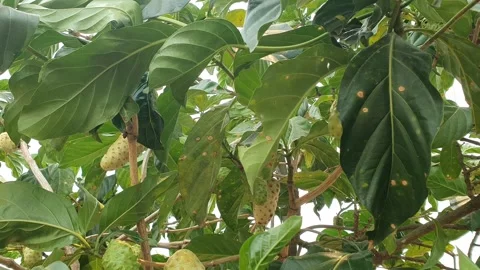 The wind blows through the green leaves in the village of Indonesia 库存影片 344087414