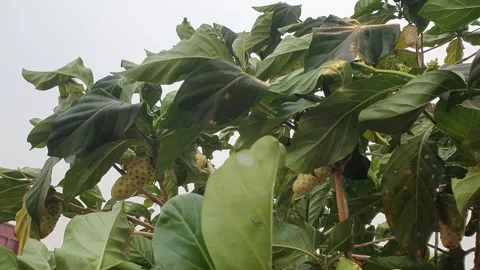 The wind blows through the green leaves in the village of Indonesia 库存影片 344087415