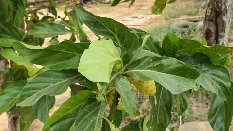 The wind blows through the green leaves in the village of Indonesia Stockbeeldmateriaal 344087490