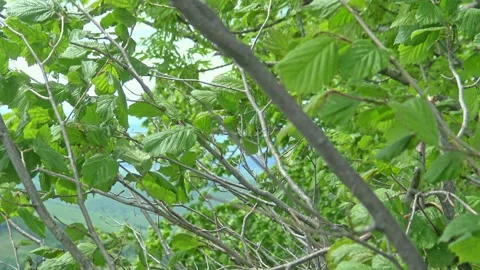 Wind blows through hornbeam leaves Stock Footage 134069018