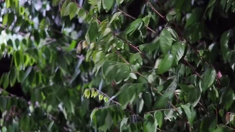 The wind blows through the leaves at night.Blowing in strong winds or strom. Stock Footage 125134552