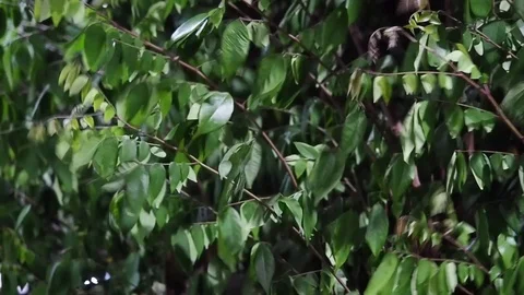 The wind blows through the leaves at night.Blowing in strong winds. Stock Footage 125392810