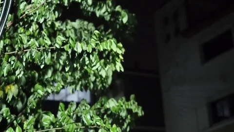 The wind blows through the leaves at night.Blowing in strong winds. Stock Footage 126658379