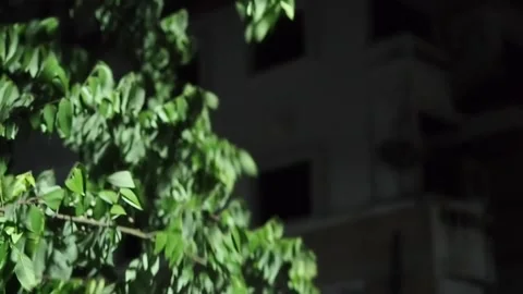 The wind blows through the leaves at night.Blowing in strong winds. Stock Footage 130708833