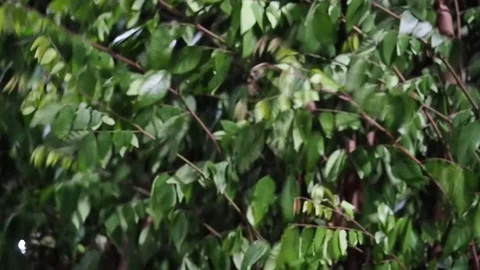 The wind blows through the leaves.Blowing in strong winds or strom. Stock Footage 124661090