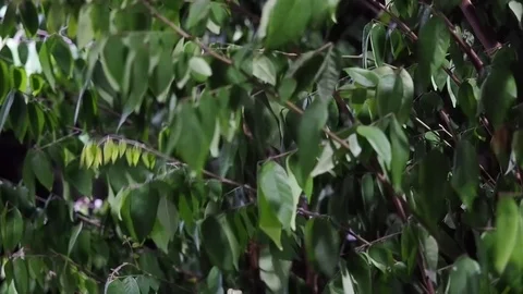 The wind blows through the leaves.Blowing in strong winds or strom. Stock Footage 124900544