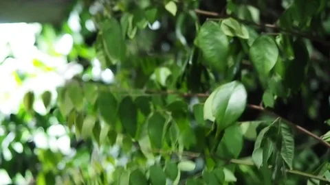 The wind blows through the leaves.Blowing in strong winds or strom. Stock Footage 124900551