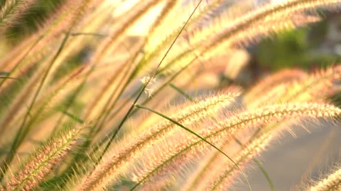 The wind blows through the meadow orange light reflects the tip Video stock 144476937