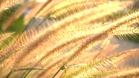 The wind blows through the meadow orange light reflects the tip Video stock 144477008