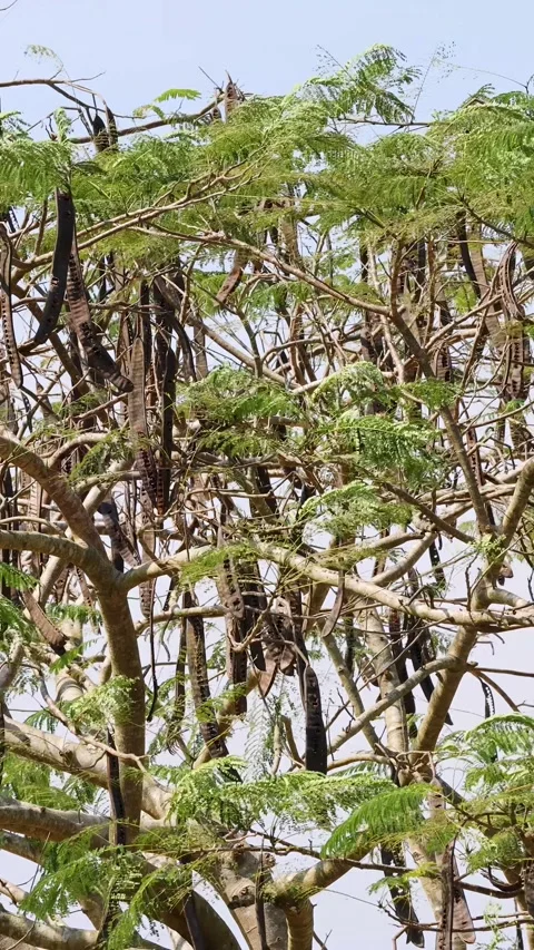 Wind Blows Through Monkey Pod Tree Branches and Leaves Stock Footage 321664109