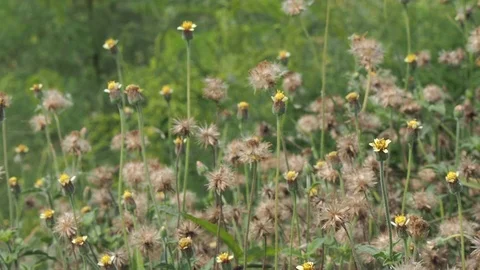 The wind blows through the plant and blur butterfly fly on background. Stock Footage 125044033