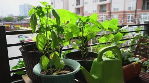 Wind blows through plants in patio garden 스톡 동영상 135285162