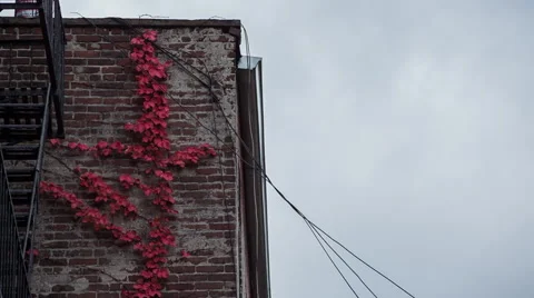 Wind blows through red autumn leaves on a brick wall Stock Footage 56753661