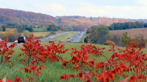 Wind blows through red flowers Stock Footage 36150366