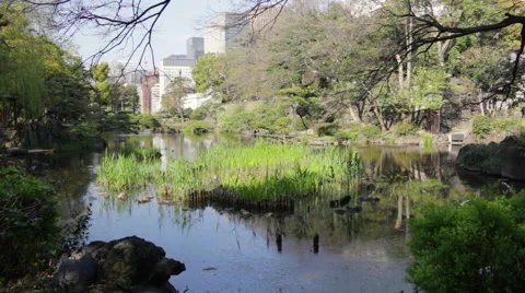 Wind blows through reeds and bushes in a pond at Hibiya park in Tokyo Stock Footage 49169076
