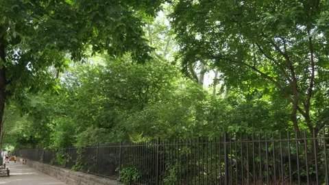 Wind blows through the thick overgrowth of a New York city park lined with a Stock Footage 242343145