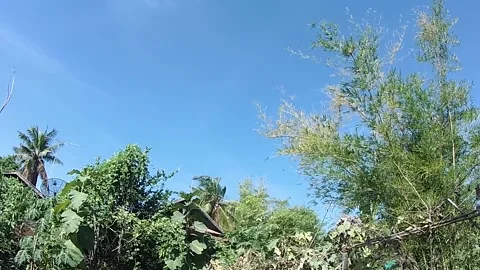 The wind blows the tops of the blown trees. Stock Footage 145887143