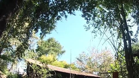 The wind blows the tops of the blown trees. Stock Footage 145887398