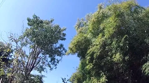 The wind blows the tops of the blown trees. Stock Footage 145887795