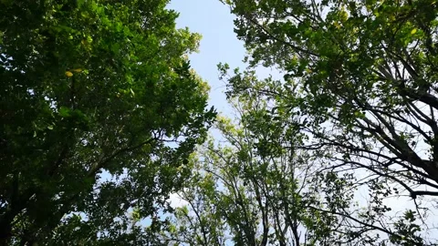 The wind blows the tops of the blown trees. Stock Footage 148258643