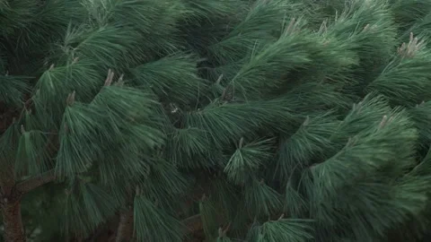 The wind blows the tops of the pines. Close-up of green pine branches swaying in Stock Footage 179436836