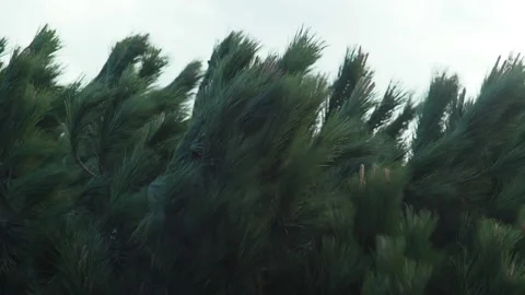The wind blows the tops of the pines. Close-up of green pine branches swaying in Stock Footage 179437086