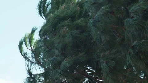 The wind blows the tops of the pines. Close-up of green pine branches swaying in Stock Footage 179437299