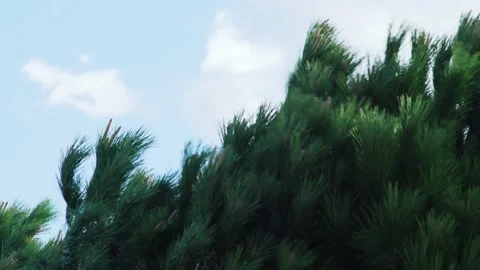 The wind blows the tops of the pines. Close-up of green pine branches swaying in Stock Footage 185531489